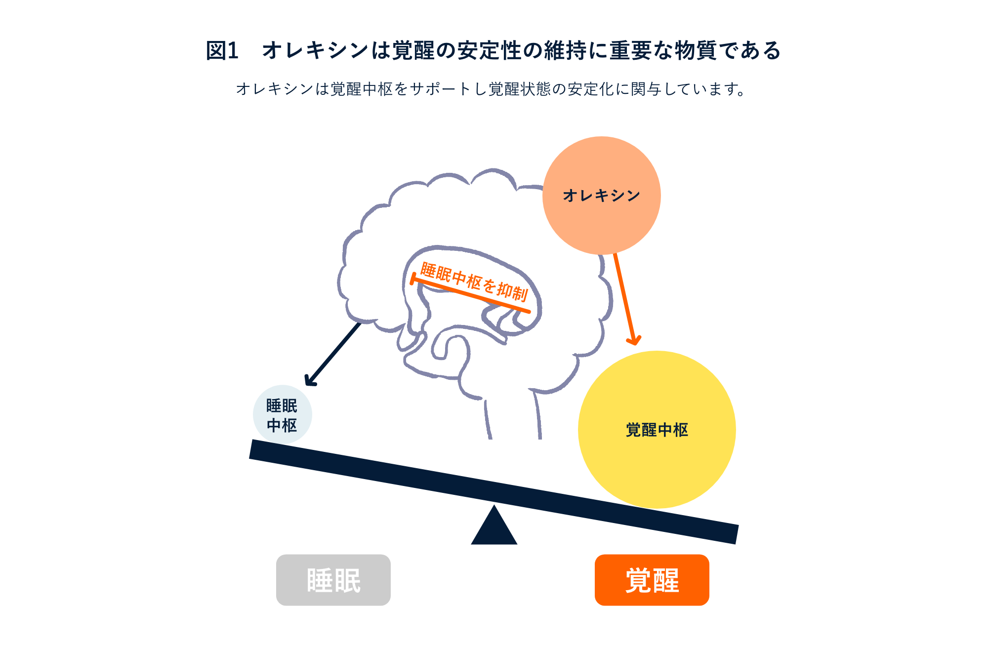 図1 オレキシンは覚醒の安定性の維持に重要な物質である