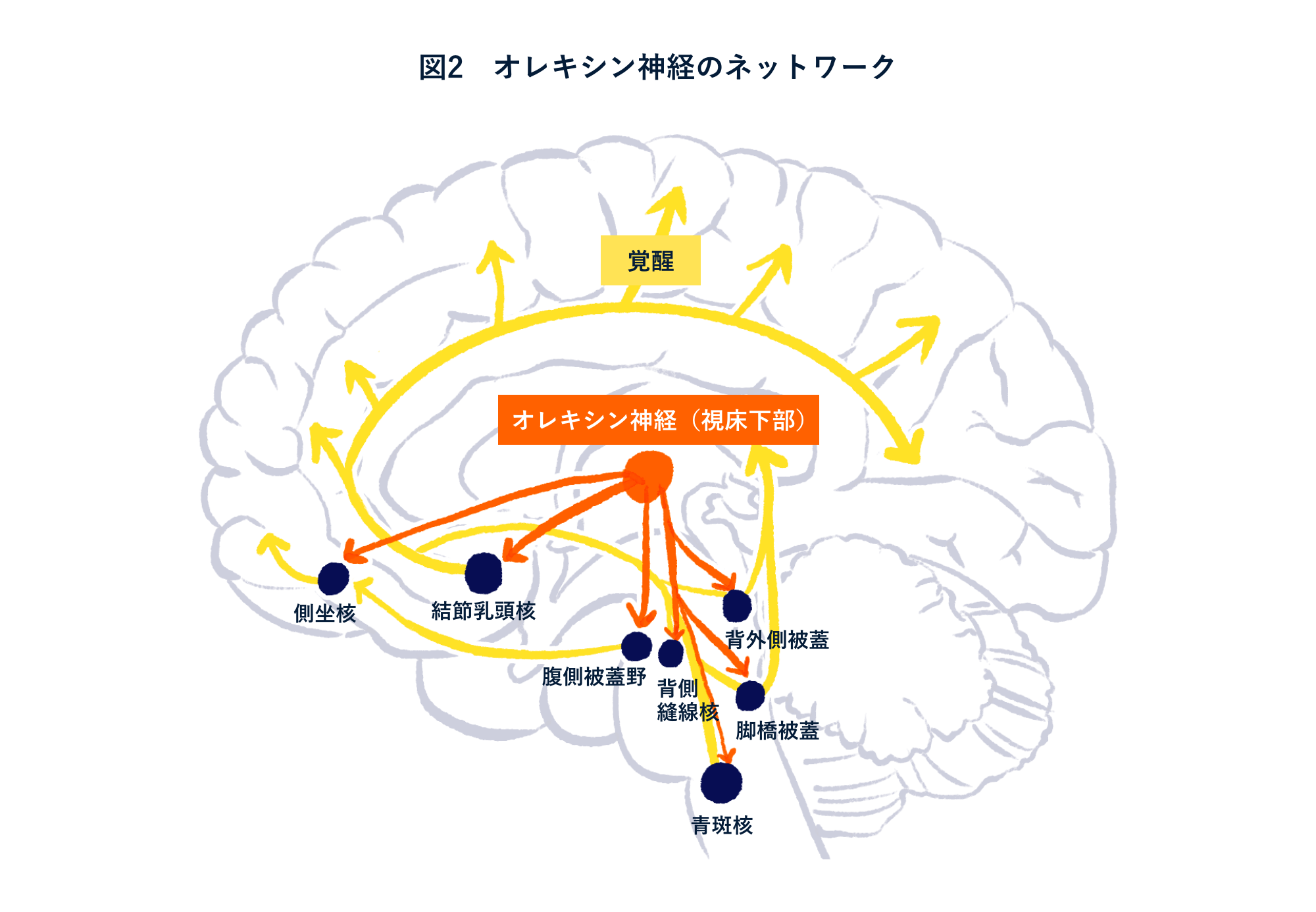 図2 オレキシン神経のネットワーク