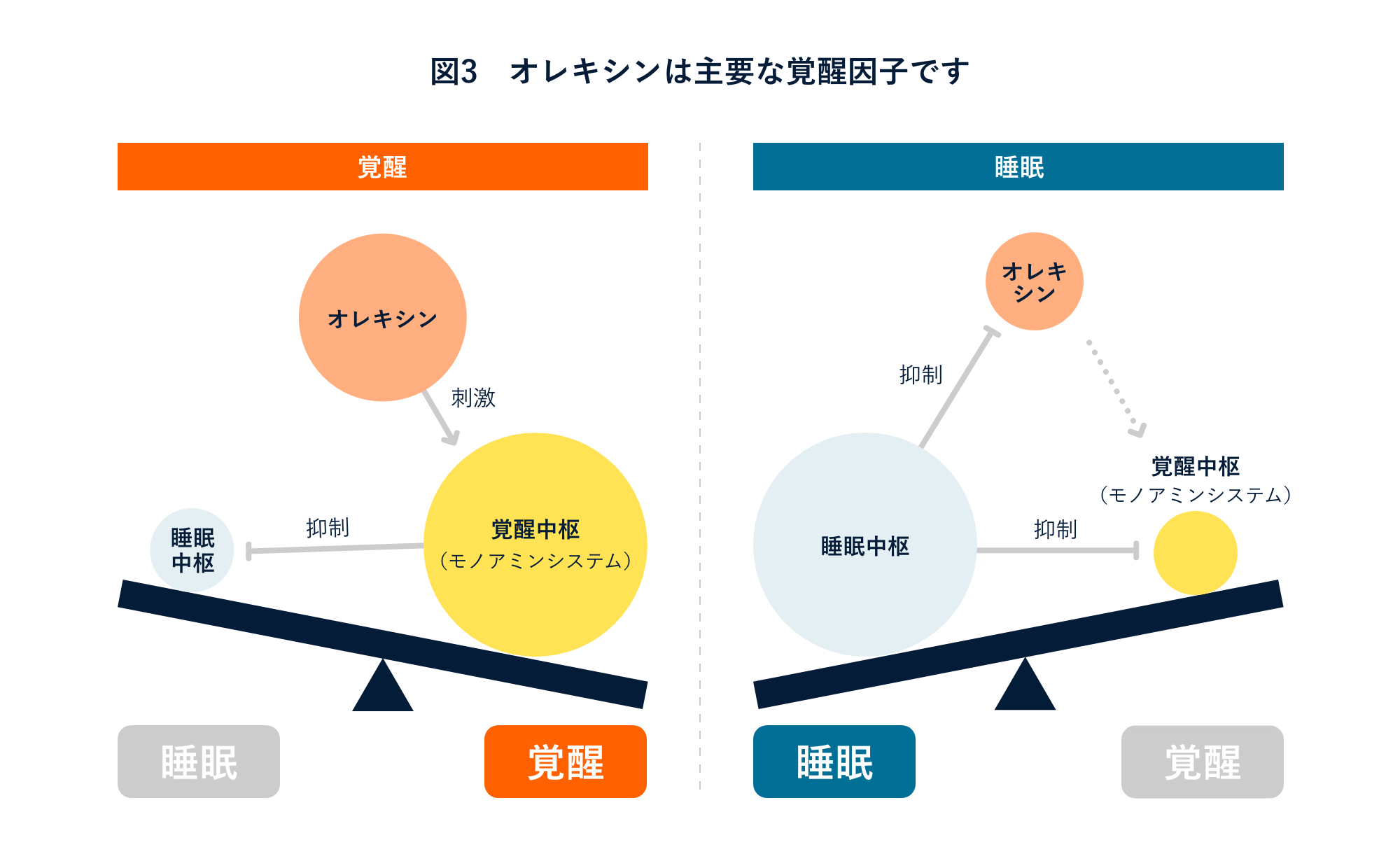 図3 オレキシンは主要な覚醒因子です